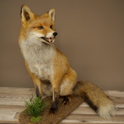 Renard roux assis, spécimen empaillé, trophée animalier, hauteur 62 cm, 89.8.203