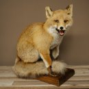Renard roux assis – Taxidermie –...