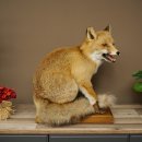 Renard roux assis – Taxidermie –...