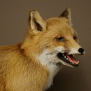 Red Fox, Seated Taxidermy Specimen, Animal Trophy, Height 51 cm, 89.8.204