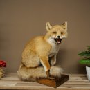Red Fox, Seated Taxidermy Specimen, Animal Trophy, Height 51 cm, 89.8.204