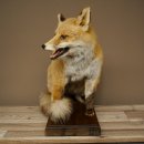 Red Fox, Seated Taxidermy Specimen, Animal Trophy, Height 51 cm, 89.8.204