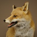 Red Fox, Seated Taxidermy Specimen, Animal Trophy, Height 51 cm, 89.8.204