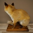 Red Fox, Seated Taxidermy Specimen, Animal Trophy, Height 51 cm, 89.8.204