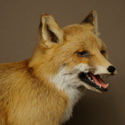 Red Fox, Seated Taxidermy Specimen, Animal Trophy, Height 51 cm, 89.8.204