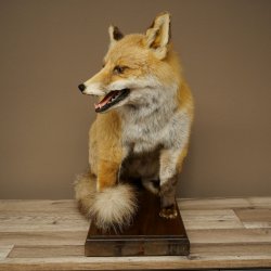 Red Fox, Seated Taxidermy Specimen, Animal Trophy, Height 51 cm, 89.8.204