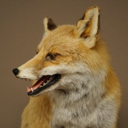 Red Fox, Seated Taxidermy Specimen, Animal Trophy, Height 51 cm, 89.8.204