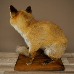 Red Fox, Seated Taxidermy Specimen, Animal Trophy, Height 51 cm, 89.8.204