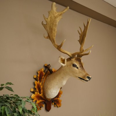 Daim (Dama dama) – Tête et épaules empaillées – Hauteur : 98 cm – Tête de cerf 85.2.44