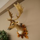 Daim (Dama dama) – Tête et épaules empaillées – Hauteur : 98 cm – Tête de cerf 85.2.44