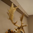 Daim (Dama dama) – Tête et épaules empaillées – Hauteur : 98 cm – Tête de cerf 85.2.44