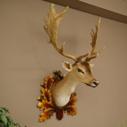 Daim (Dama dama) – Tête et épaules empaillées – Hauteur : 98 cm – Tête de cerf 85.2.44