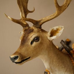 Daim (Dama dama) – Tête et épaules empaillées – Hauteur : 98 cm – Tête de cerf 85.2.44