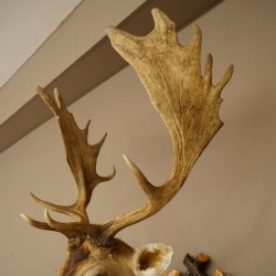 Daim (Dama dama) – Tête et épaules empaillées – Hauteur : 98 cm – Tête de cerf 85.2.44