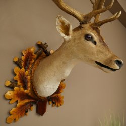 Daim (Dama dama) – Tête et épaules empaillées – Hauteur : 98 cm – Tête de cerf 85.2.44