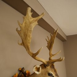 Daim (Dama dama) – Tête et épaules empaillées – Hauteur : 98 cm – Tête de cerf 85.2.44