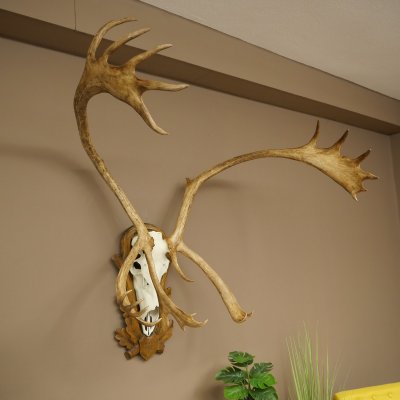 Reindeer Antlers, Caribou, Ren, Reindeer Antlers, Skull Trophy on a Carved Trophy Shield 78.40
