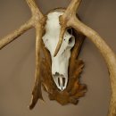 Reindeer Antlers, Caribou, Ren, Reindeer Antlers, Skull Trophy on a Carved Trophy Shield 78.40