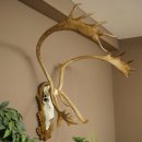 Reindeer Antlers, Caribou, Ren, Reindeer Antlers, Skull Trophy on a Carved Trophy Shield 78.40