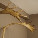 Reindeer Antlers, Caribou, Ren, Reindeer Antlers, Skull Trophy on a Carved Trophy Shield 78.40