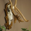 Reindeer Antlers, Caribou, Ren, Reindeer Antlers, Skull Trophy on a Carved Trophy Shield 78.40