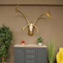 Reindeer Antlers, Caribou, Ren, Reindeer Antlers, Skull Trophy on a Carved Trophy Shield 78.40