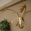 Reindeer Antlers, Caribou, Ren, Reindeer Antlers, Skull Trophy on a Carved Trophy Shield 78.40