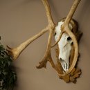 Reindeer Antlers, Caribou, Ren, Reindeer Antlers, Skull Trophy on a Carved Trophy Shield 78.40