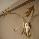 Reindeer Antlers, Caribou, Ren, Reindeer Antlers, Skull Trophy on a Carved Trophy Shield 78.40