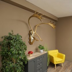 Reindeer Antlers, Caribou, Ren, Reindeer Antlers, Skull Trophy on a Carved Trophy Shield 78.40