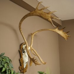Reindeer Antlers, Caribou, Ren, Reindeer Antlers, Skull Trophy on a Carved Trophy Shield 78.40