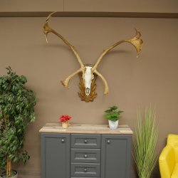 Reindeer Antlers, Caribou, Ren, Reindeer Antlers, Skull Trophy on a Carved Trophy Shield 78.40
