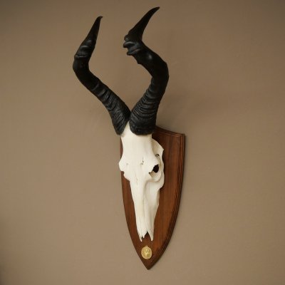 Hartebeest (Alcelaphus caama) Antilope femelle, hauteur 58 cm, médaille de décoration, trophée de crâne dantilope 88.1.66