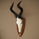 Hartebeest (Alcelaphus caama) koe-antilope HL 58 cm...