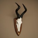 Hartebeest (Alcelaphus caama) koe-antilope HL 58 cm...