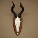 Hartebeest (Alcelaphus caama) Antilope femelle, hauteur 58 cm, médaille de décoration, trophée de crâne dantilope 88.1.66