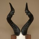 Hartebeest (Alcelaphus caama) Antilope femelle, hauteur 58 cm, médaille de décoration, trophée de crâne dantilope 88.1.66