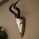 Hartebeest (Alcelaphus caama) Antilope femelle, hauteur 58 cm, médaille de décoration, trophée de crâne dantilope 88.1.66
