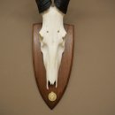 Hartebeest (Alcelaphus caama) Antilope femelle, hauteur 58 cm, médaille de décoration, trophée de crâne dantilope 88.1.66