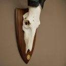 Hartebeest (Alcelaphus caama) Antilope femelle, hauteur 58 cm, médaille de décoration, trophée de crâne dantilope 88.1.66