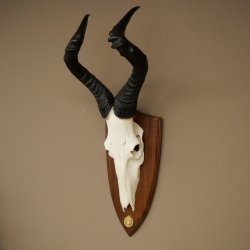 Hartebeest (Alcelaphus caama) Antilope femelle, hauteur 58 cm, médaille de décoration, trophée de crâne dantilope 88.1.66
