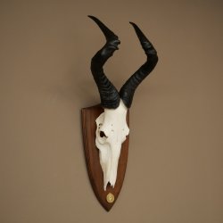 Hartebeest (Alcelaphus caama) Antilope femelle, hauteur 58 cm, médaille de décoration, trophée de crâne dantilope 88.1.66