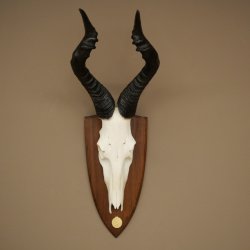 Hartebeest (Alcelaphus caama) Antilope femelle, hauteur 58 cm, médaille de décoration, trophée de crâne dantilope 88.1.66