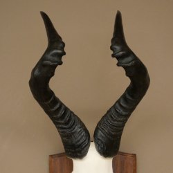 Hartebeest (Alcelaphus caama) Antilope femelle, hauteur 58 cm, médaille de décoration, trophée de crâne dantilope 88.1.66