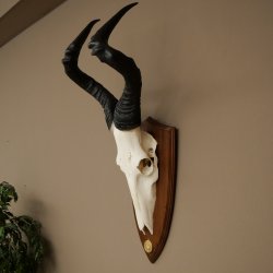 Hartebeest (Alcelaphus caama) Antilope femelle, hauteur 58 cm, médaille de décoration, trophée de crâne dantilope 88.1.66