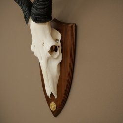 Hartebeest (Alcelaphus caama) Antilope femelle, hauteur 58 cm, médaille de décoration, trophée de crâne dantilope 88.1.66