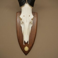 Hartebeest (Alcelaphus caama) Antilope femelle, hauteur 58 cm, médaille de décoration, trophée de crâne dantilope 88.1.66