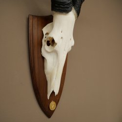 Hartebeest (Alcelaphus caama) Antilope femelle, hauteur 58 cm, médaille de décoration, trophée de crâne dantilope 88.1.66