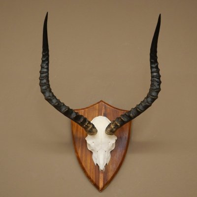 Impala Antilope (Aepyceros) Schädeltrophäe Trophäe HL 57 cm Trophäenschild 88.4.73