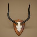 Impala-antilope (Aepyceros) schedeltrofee, trofee HL 57...